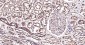 LAMP1 Mouse mAb